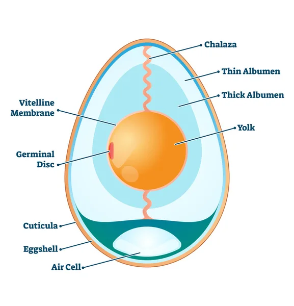 Ilustración de vectores de estructura de huevo. Esquema de información de anatomía educativa etiquetada . — Vector de stock