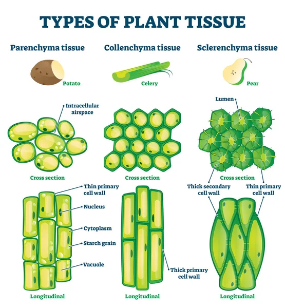 Plant tissue types vector illustration. Labeled educational structure scheme — Stock Vector