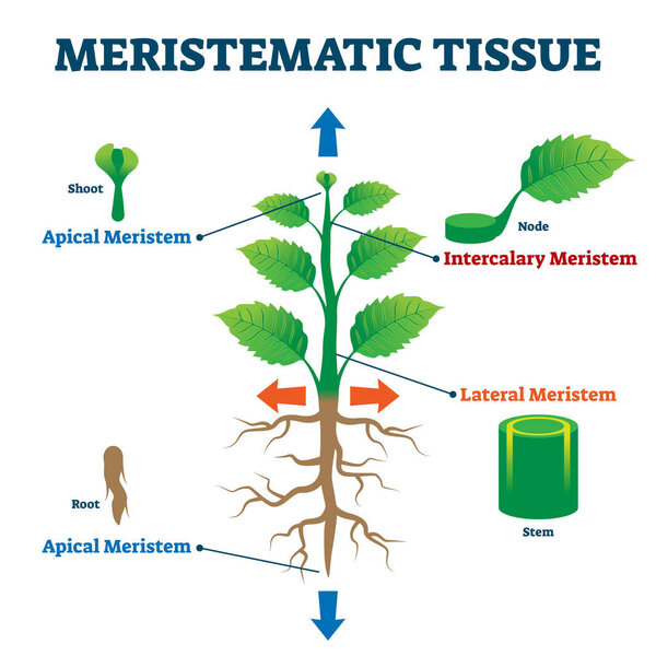Meristematic tissue vector illustration. Labeled educational plant structure