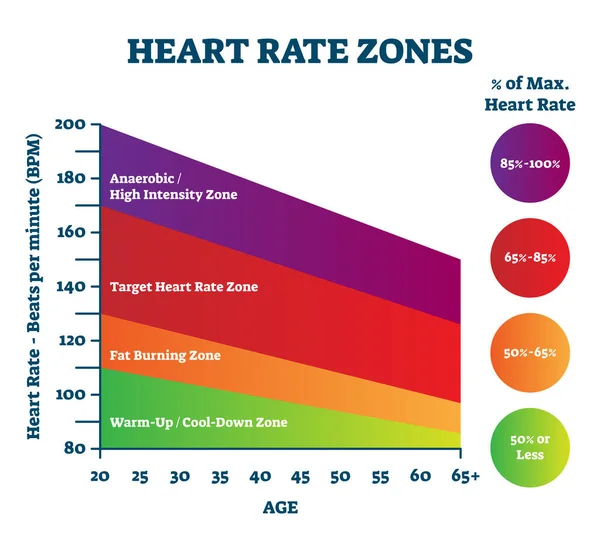 Illustration vectorielle des zones de fréquence cardiaque. Programme éducatif d'intensité des impulsions. — Image vectorielle