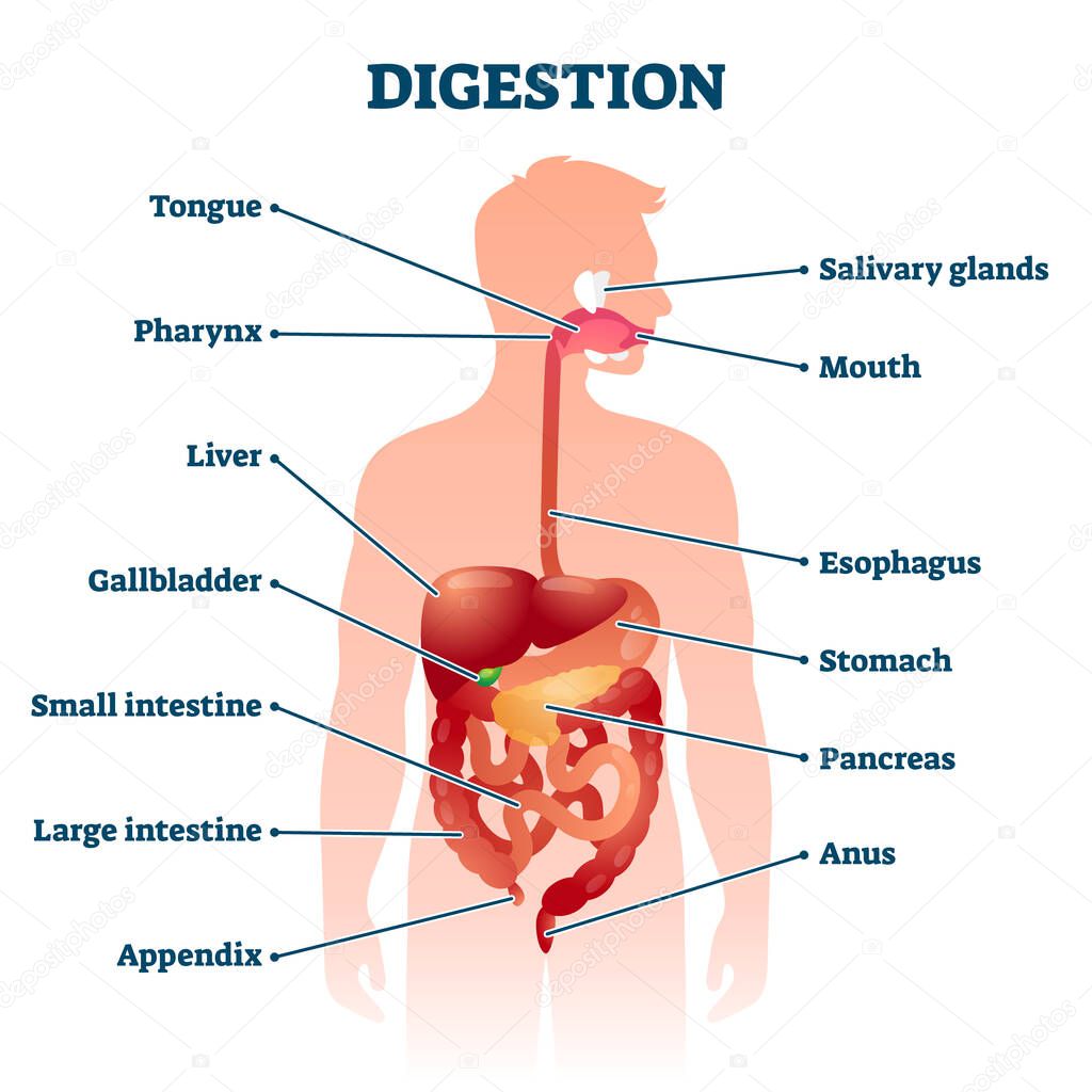 Digestion vector illustration. Labeled educational internal organs scheme.