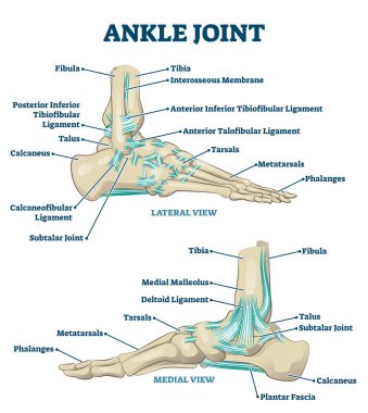 Ankle joint vector illustration. Labeled educational leg structure scheme. clipart