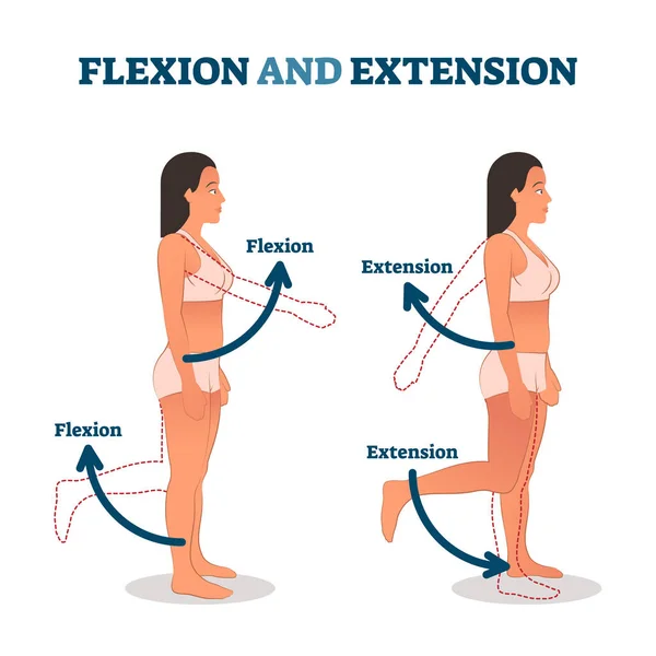 Ilustración de vectores de flexión y extensión. Descripción del movimiento anatómico . — Archivo Imágenes Vectoriales