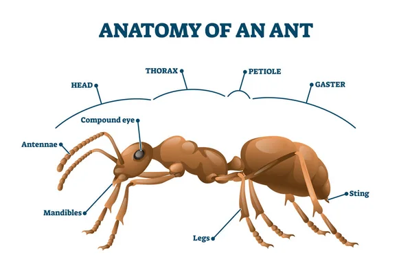 Анатомическая векторная иллюстрация структуры муравья. Маркированная схема биологического тела — стоковый вектор