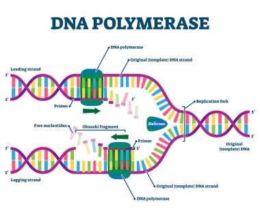 DNA Polimeraz enzimi sentezleri eğitimsel vektör illüstrasyonu etiketli.