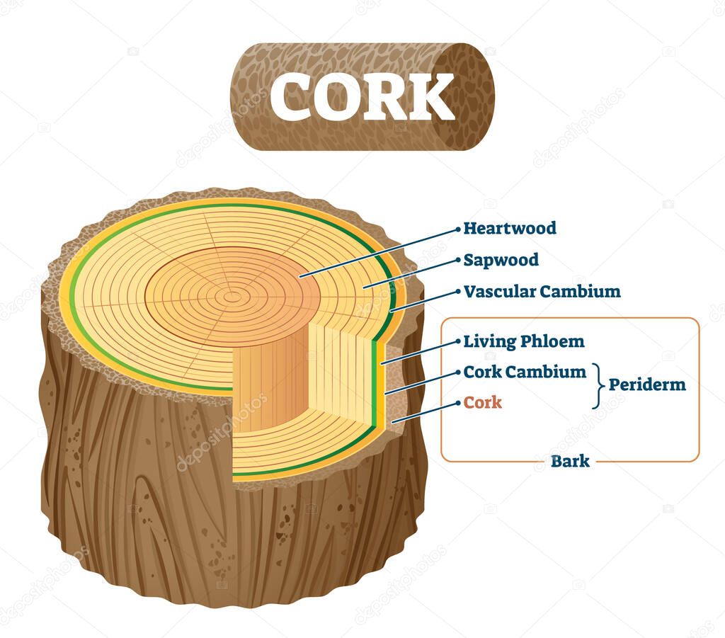 Cork as natural material cross section labeled structure vector illustration