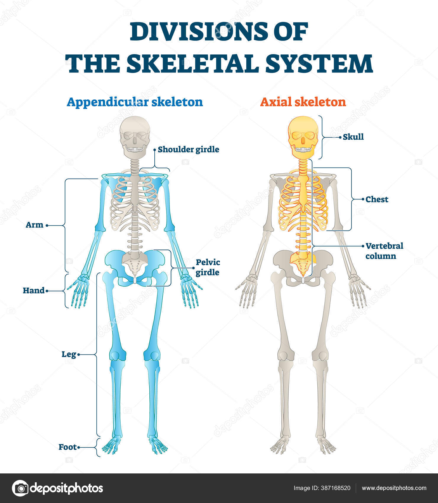 Divisions of appendicular and axial skeletal system labeled explanation ... Biology Diagrams