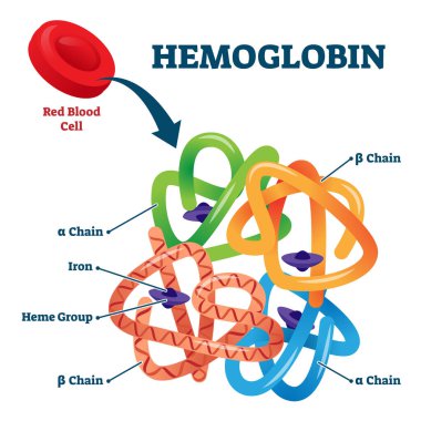 Hemoglobin in red blood cells as oxygen transport metalloprotein scheme. clipart