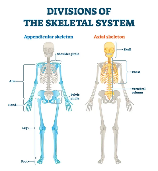 Divisioni del sistema scheletrico appendicolare e assiale etichettate spiegazione. — Vettoriale Stock
