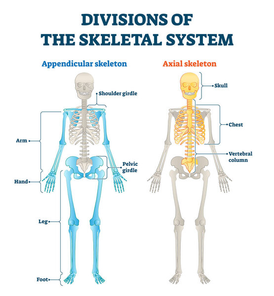 Divisions of appendicular and axial skeletal system labeled explanation.