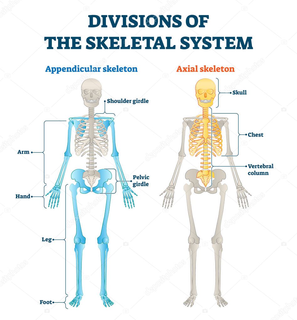Divisions of appendicular and axial skeletal system labeled explanation.