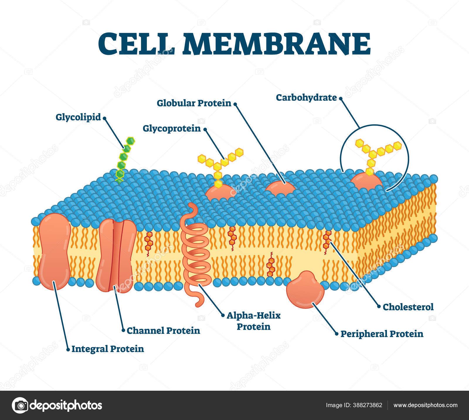 223 ilustraciones de stock de Membrana celular | Depositphotos®