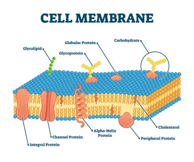 Cell membrane with labeled educational structure scheme vector illustration clipart