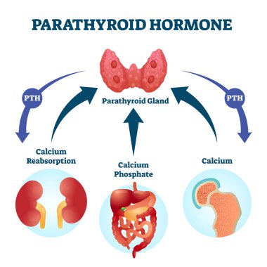 Parathyroid hormone PTH, parathormone or parathyrin vector illustration. clipart