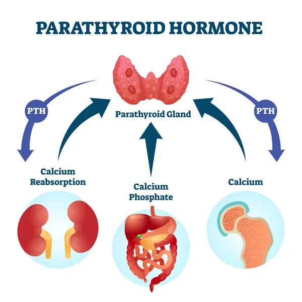 Parathyroïdhormoon PTH, parathormone of parathyrine vector illustratie. — Stockvector