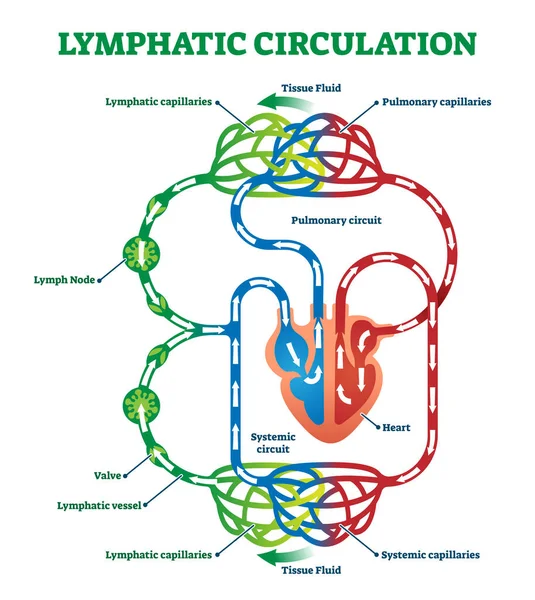 Sistema de circulación linfática con ilustración de vectores de transporte linfático . — Archivo Imágenes Vectoriales