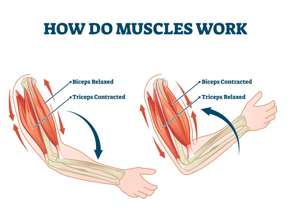 Wie funktionieren Muskeln beschriftet Prinzip Erläuterungsschema Vektor Illustration — Stockvektor