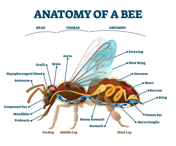 Anatomia delle api con gli organi interni schema educativo vettoriale illustrazione. — Vettoriale Stock