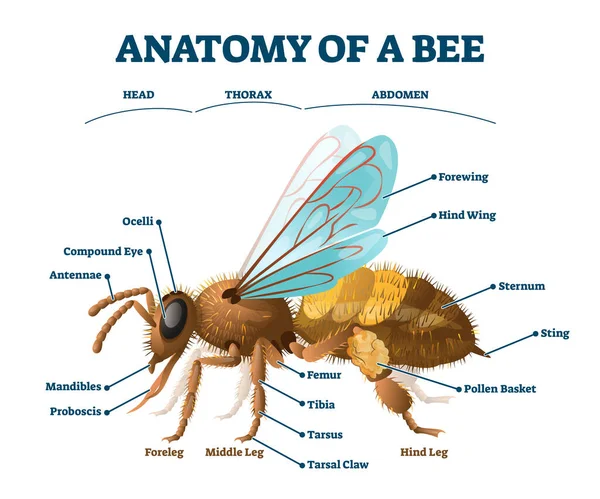 Anatomia dell'ape educativa etichettata struttura del corpo schema vettoriale illustrazione — Vettoriale Stock