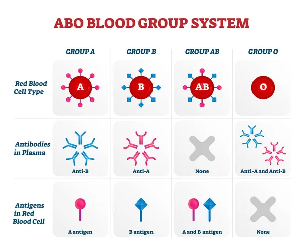 ABO blood group types vector illustration chart — Stock Vector