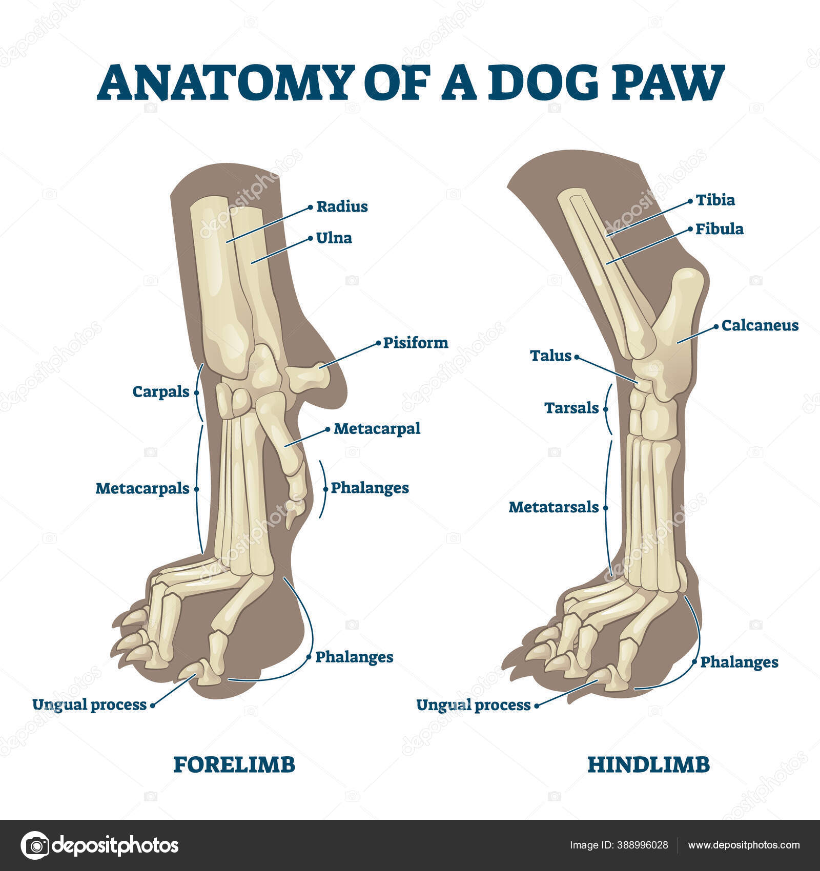 Anatom a De La Estructura De La Pata Del Perro Con 58 OFF Anatom a De La Estructura De La Pata Del Perro Con 58 OFF