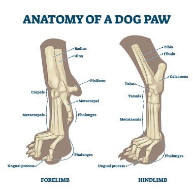 Ön ve arka bacak kemik vektör illüstrasyonlu köpek pençelerinin anatomisi