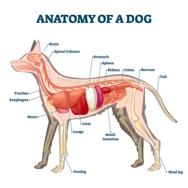 İç organ yapısı inceleme vektörü illüstrasyonuna sahip köpek anatomisi