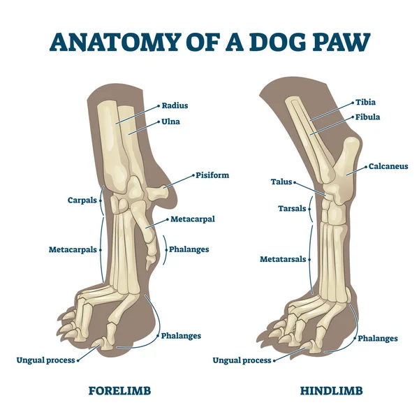 Anatomie van hondenpoten met voorpoten en achterpoten botten vector illustratie — Stockvector