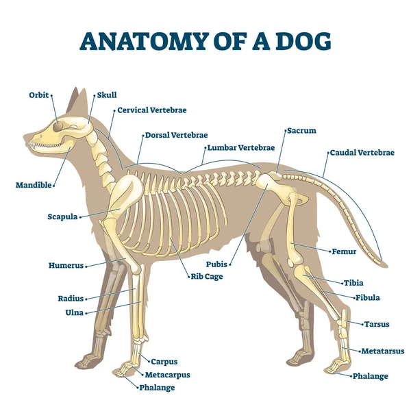 Anatomía del esqueleto de perro con ilustración de vectores de esquema óseo interno etiquetado — Vector de stock