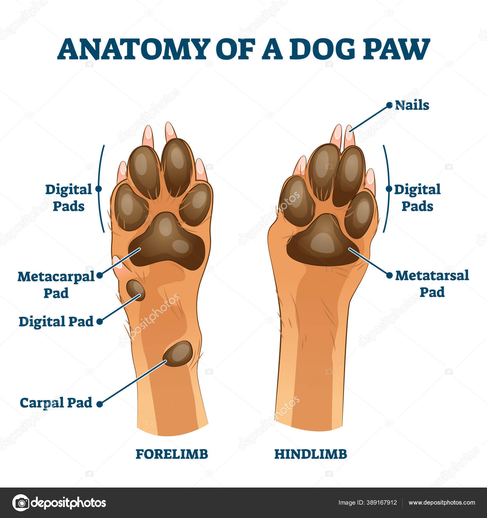 Anatomy of dog paw structure with forelimb and hindlimb vector illustration  Stock Vector Image by ©VectorMine #389167912