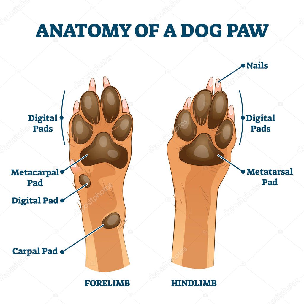 Anatomy of dog paw structure with forelimb and hindlimb vector illustration