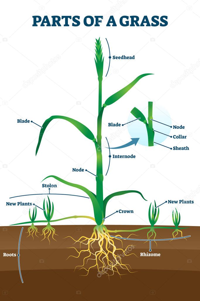 Parts of grass with educational labeled structure anatomy vector illustration