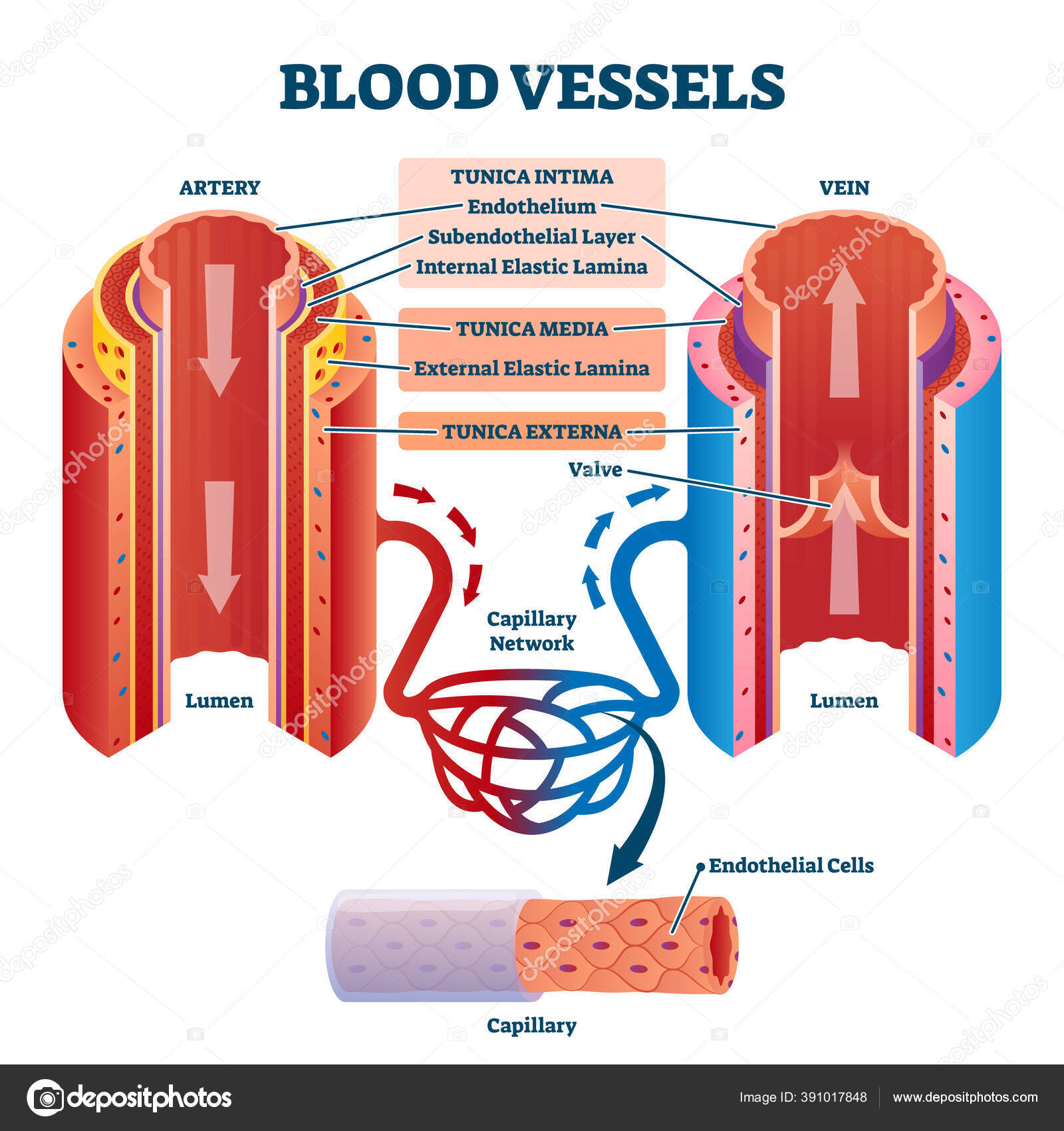 —　©VectorMine　ストックベクター　動脈と静脈の内部構造ベクトル図と血管　391017848