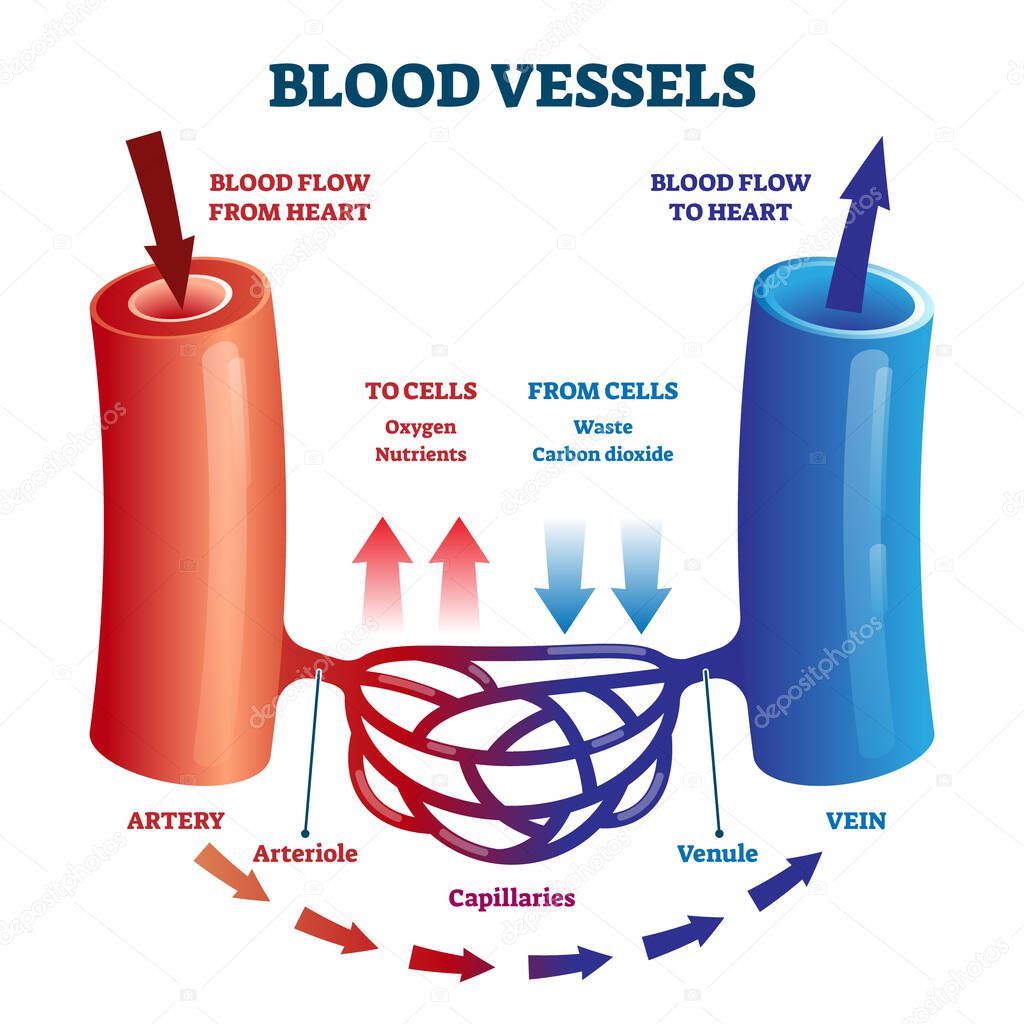 Blood Vessels Direction Scheme With Oxygen And Nutrients Flow From Heart To Cells Vector Illustration Educational Diagram With Artery Arteriole Capillaries Venule And Vein For Anatomy Study Premium Vector In Adobe