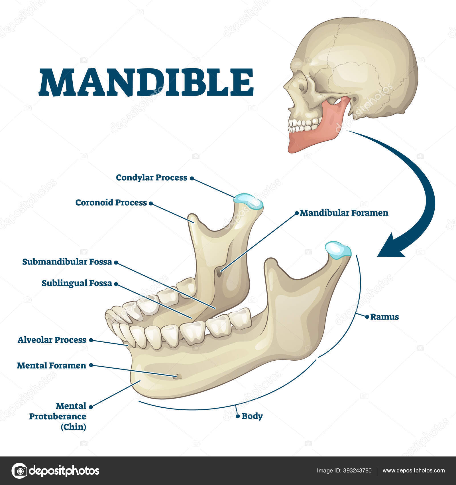 Map Quiz: Mandibula (imesap - mandibula - huesos)