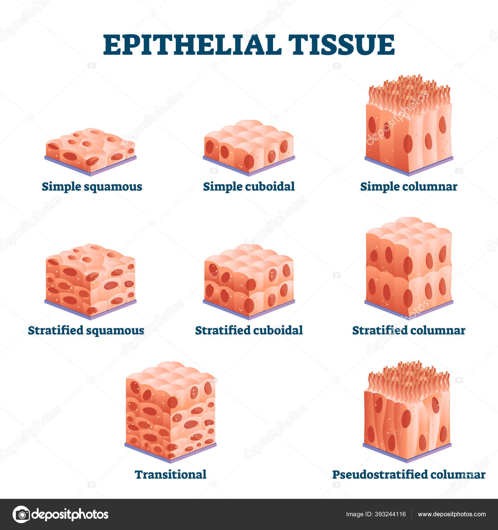 Epithelial Tissue With Labeled Squamous Cuboidal And Columnar Examples Stock Vector Image By C Vectormine 393244116