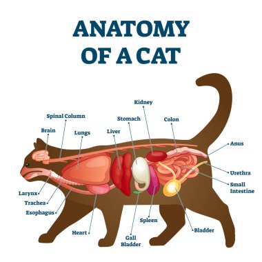 Anatomy of cat with inside structure and organs scheme vector illustration. clipart