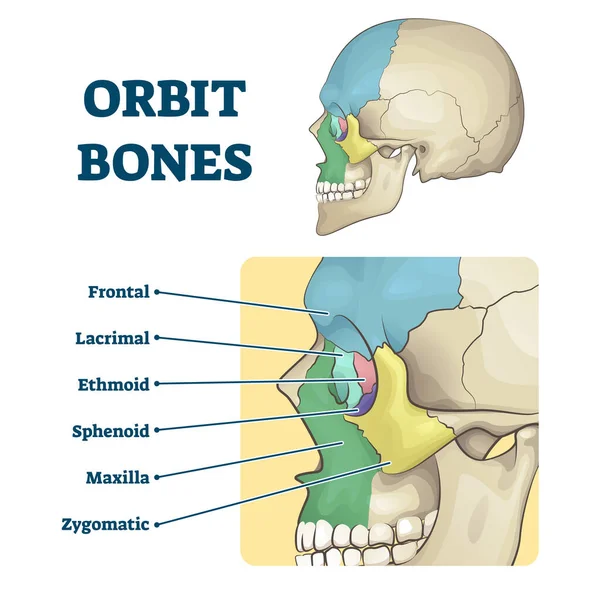 Ossos da órbita rotulados esqueleto educacional esquema de divisão vetorial ilustração —  Vetores de Stock