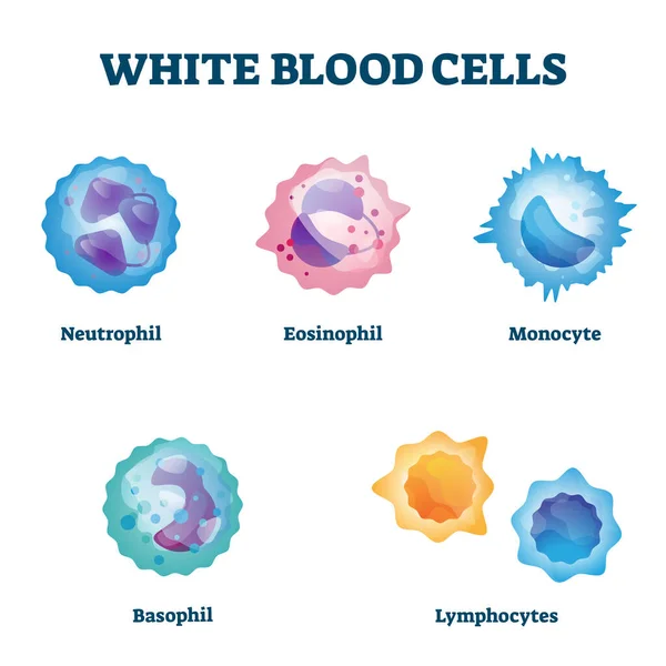 Tipos de glóbulos blancos etiquetados ejemplos ilustración vector educativo . — Vector de stock