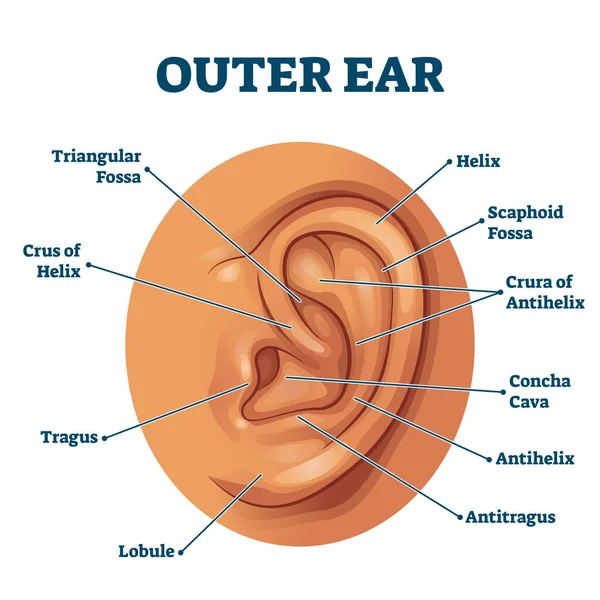Zewnętrzny ucho anatomiczny organ struktura edukacyjny schemat wektor ilustracja. — Wektor stockowy