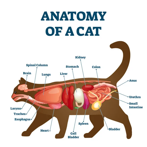 Digestive system cat Stock vektory, Royalty Free Digestive system cat  Ilustrace | Depositphotos