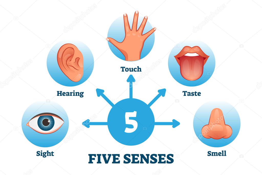 Five senses labeled scheme to receive sensory information vector illustration