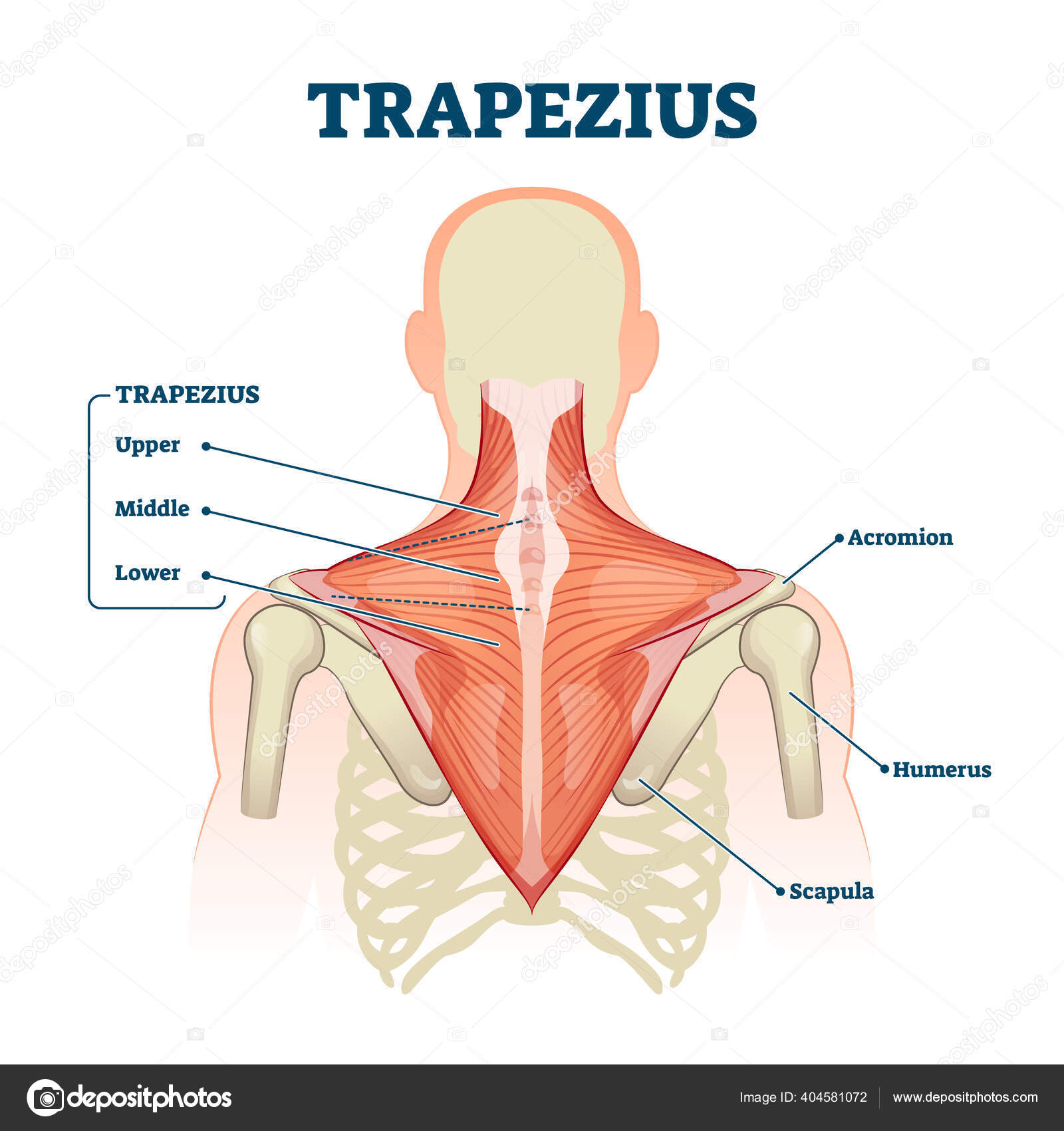 Упражнения на низ широчайших. Средняя и нижняя трапеция. Упражнения на трапецию со штангой. Средняя и нижняя трапеция. Теорема о средней линии трапеции 9 класс.
