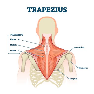 Trapezius kas etiketli tıbbi anatomi yapı şeması çizimi illüstrasyonu