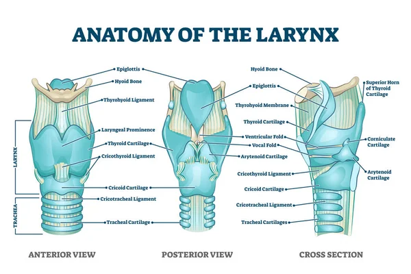 Anatomi Larynx dengan skema struktur berlabel dan pandangan medis pendidikan - Stok Vektor