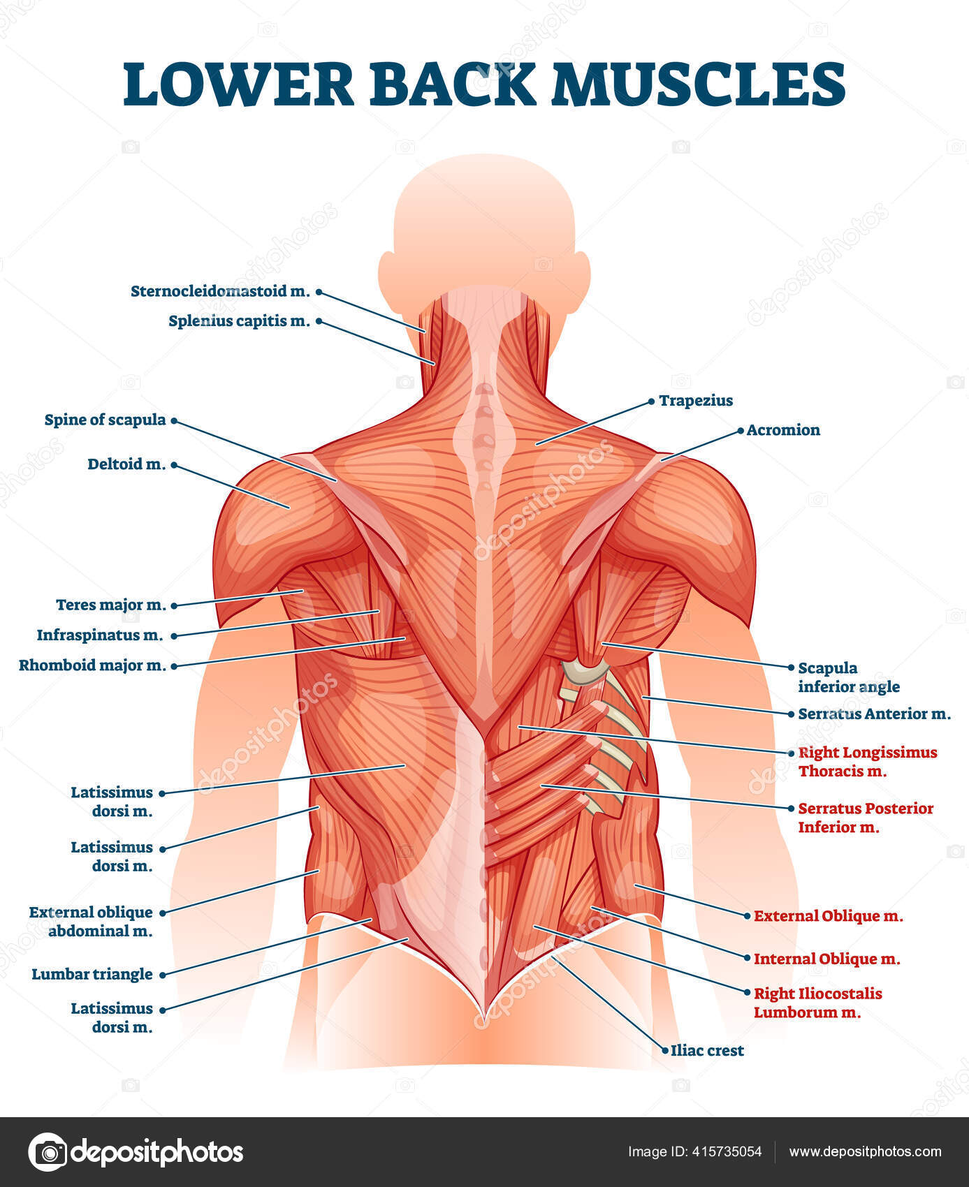 Untere Rückenmuskulatur als anatomisches Bildungsschema bezeichnet  Stock-Vektorbild von ©VectorMine 415735054, image size:1387x1700