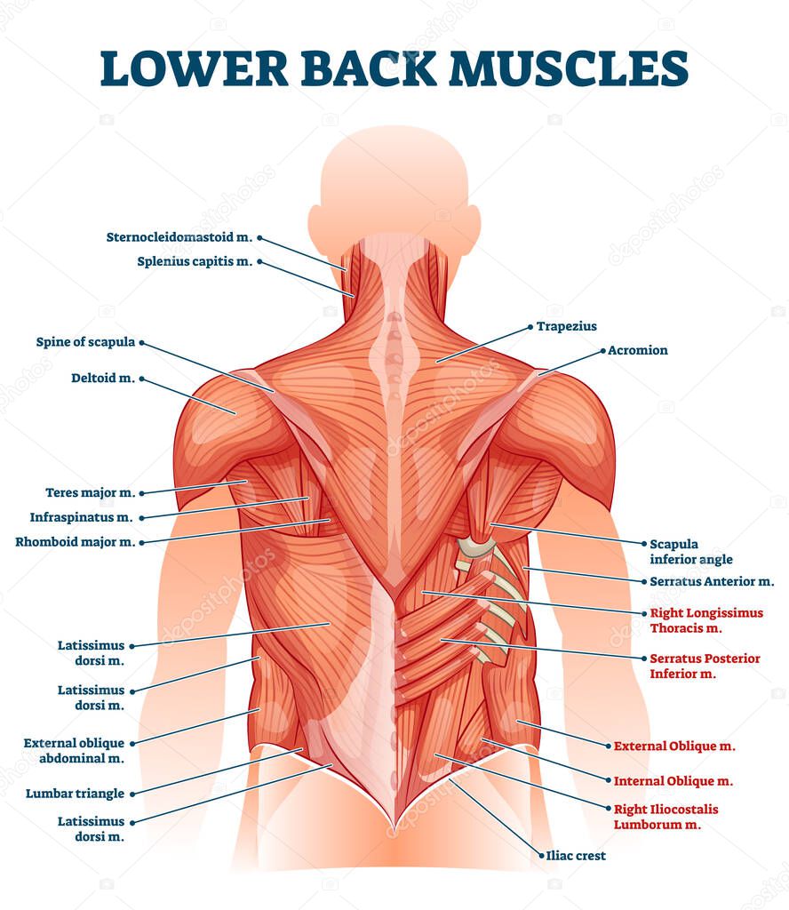 Lower back muscles labeled educational anatomical scheme vector illustration