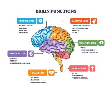 Beyin fonksiyonları etiketli loblar, parlatma korteksi, beyin sapı ve beyincik rolleriyle gösterilir. Özet diyagramı