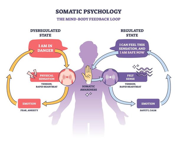 Диаграмма соматической психологии показывает цикл обратной связи между разумом и телом, выделяя эмоции, физические ощущения и соматическую осознанность. Контурная диаграмма