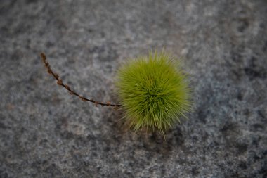 Kestane rengi kirpi hala granit arka planda kapalı.